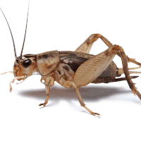 Crickets